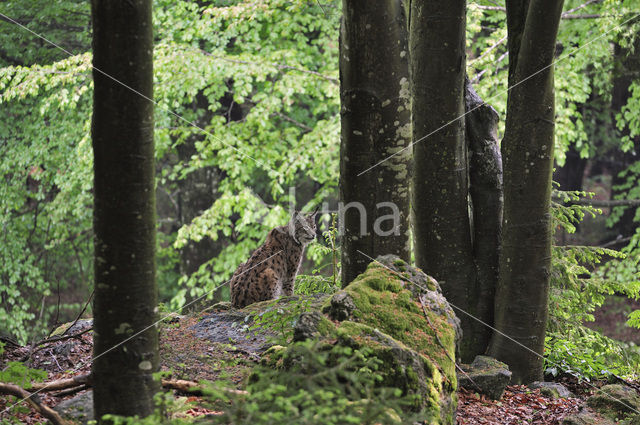 Euraziatische lynx (Lynx lynx)