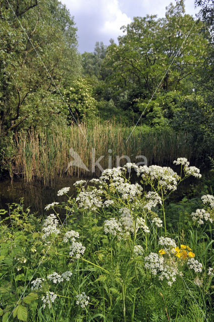 Cow Parsley (Anthriscus sylvestris)