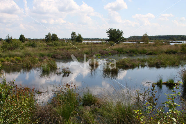 Fochteloërveen