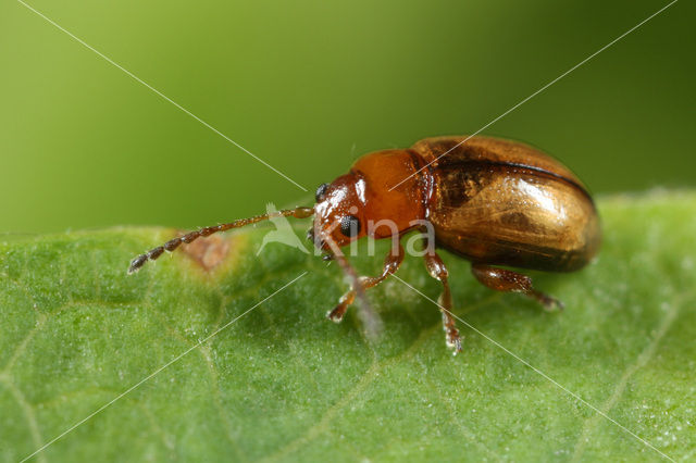 Gele kattenstaartaardvlo (Lythraria salicariae)