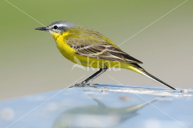 Gele Kwikstaart (Motacilla flava)