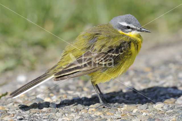 Gele Kwikstaart (Motacilla flava)