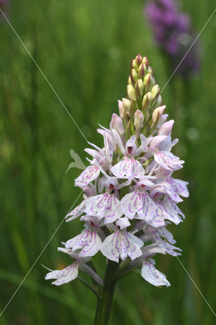 Gevlekte orchis (Dactylorhiza maculata)