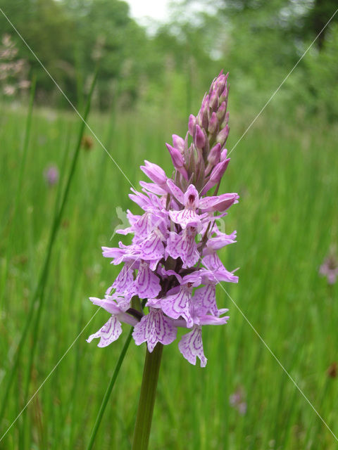 Gevlekte orchis (Dactylorhiza maculata)