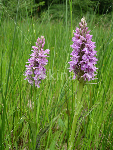 Gevlekte orchis (Dactylorhiza maculata)