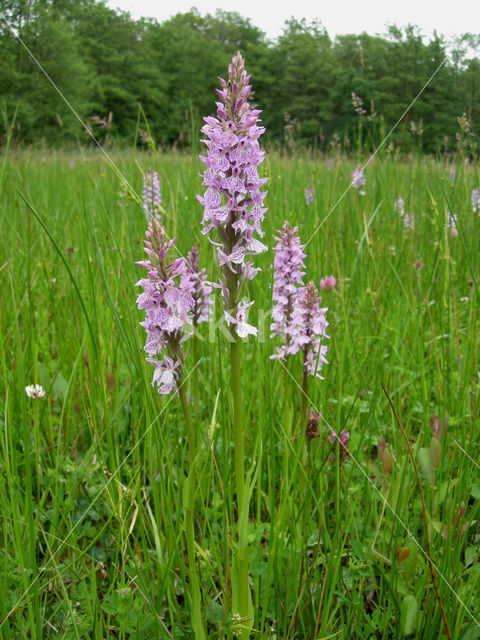 Gevlekte orchis (Dactylorhiza maculata)