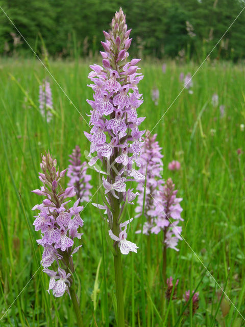 Gevlekte orchis (Dactylorhiza maculata)