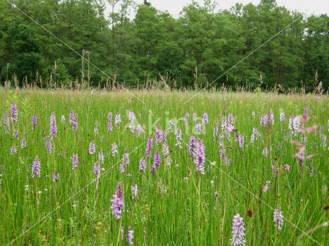 Gevlekte orchis (Dactylorhiza maculata)