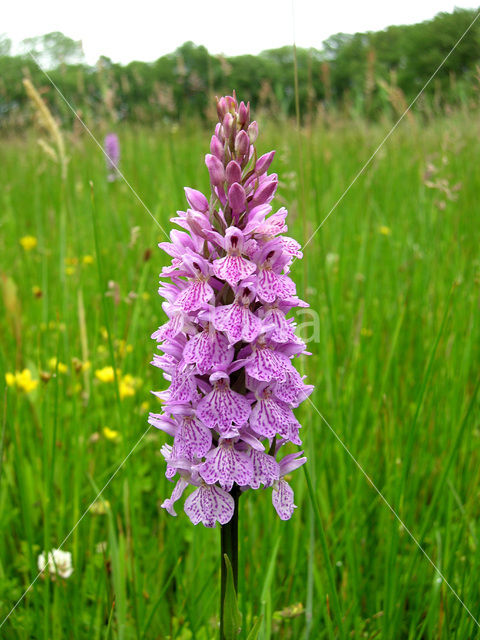 Gevlekte orchis (Dactylorhiza maculata)