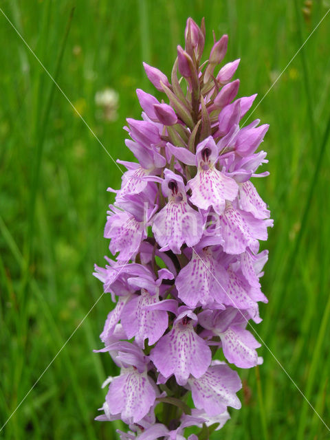 Spotted orchid (Dactylorhiza maculata)