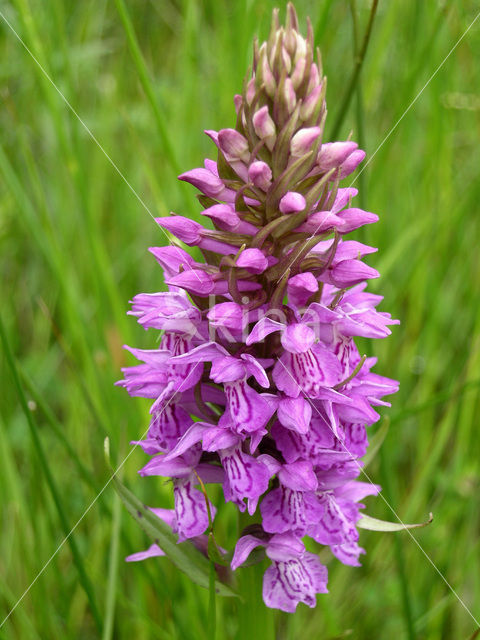 Gevlekte orchis (Dactylorhiza maculata)