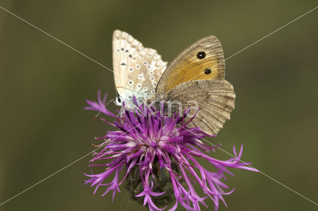 Grauw zandoogje (Hyponephele lycaon)