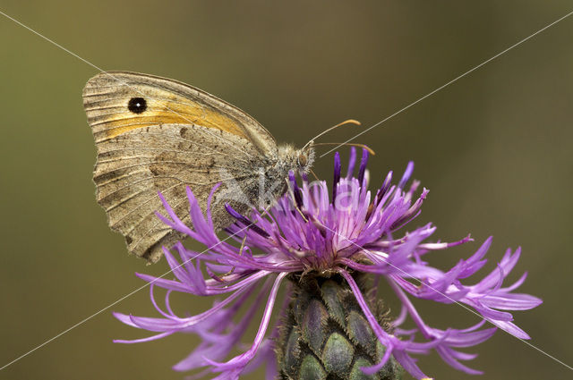 Grauw zandoogje (Hyponephele lycaon)