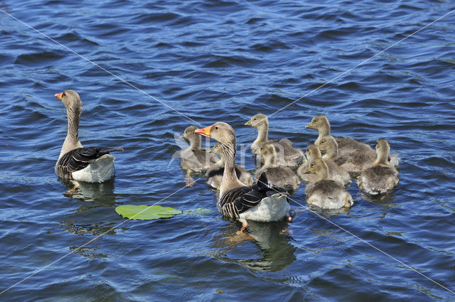 Grauwe Gans (Anser anser)