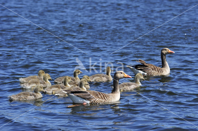 Grauwe Gans (Anser anser)