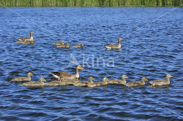 Grauwe Gans (Anser anser)