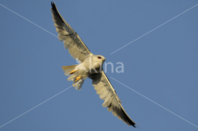 Grijze Wouw (Elanus caeruleus)