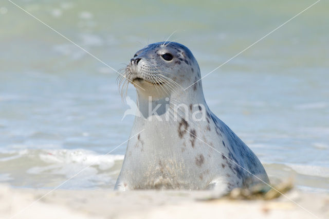 Grijze zeehond