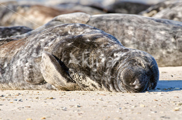 Grijze zeehond