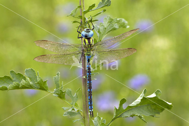 Groene glazenmaker (Aeshna viridis)