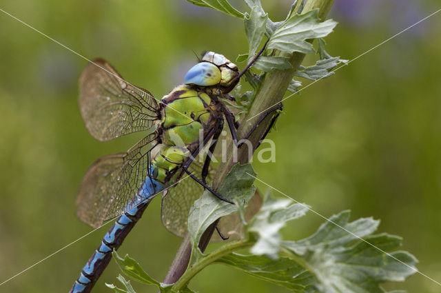 Groene glazenmaker (Aeshna viridis)