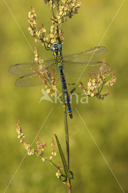 Groene glazenmaker (Aeshna viridis)