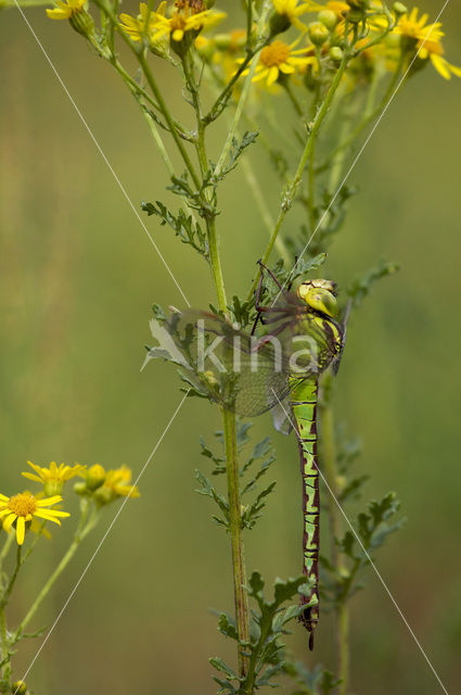 Groene glazenmaker (Aeshna viridis)