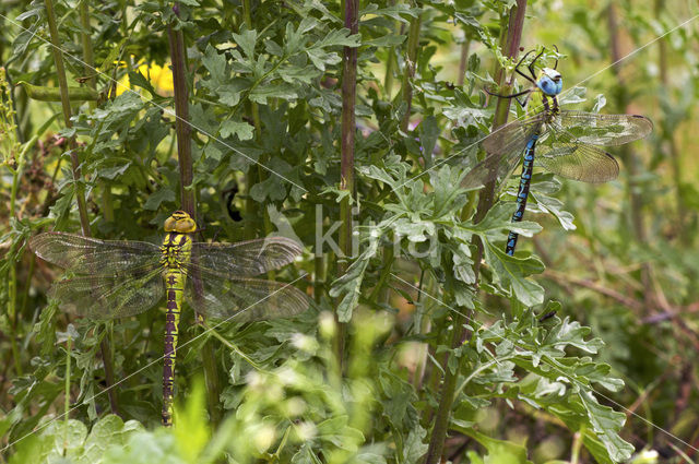 Groene glazenmaker (Aeshna viridis)