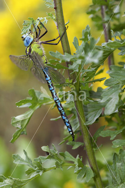 Groene glazenmaker (Aeshna viridis)