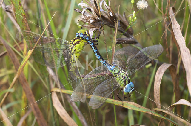 Groene glazenmaker (Aeshna viridis)