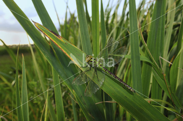 Groene glazenmaker (Aeshna viridis)