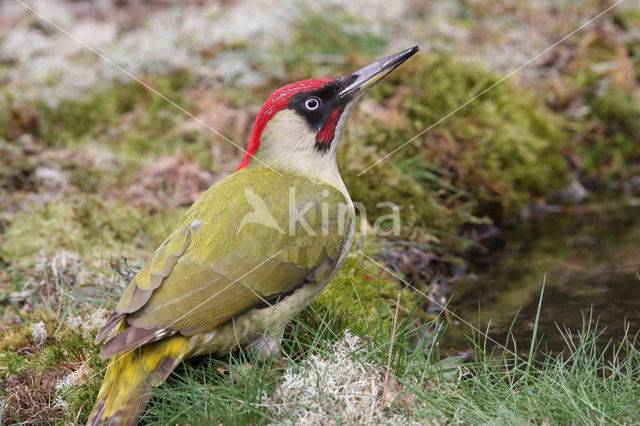 Groene Specht (Picus viridis)