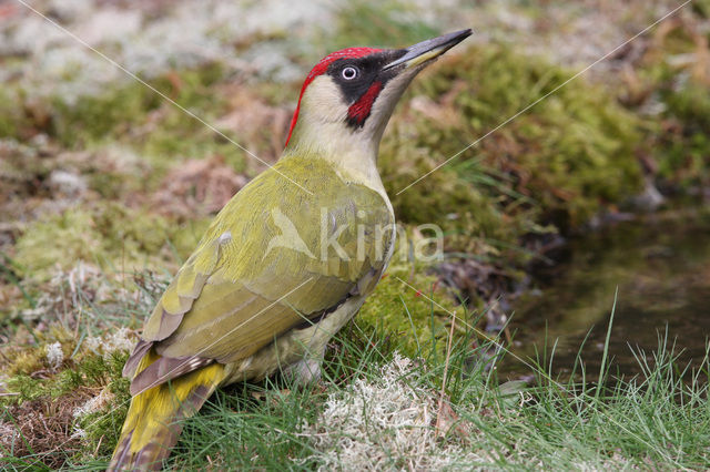 Groene Specht (Picus viridis)