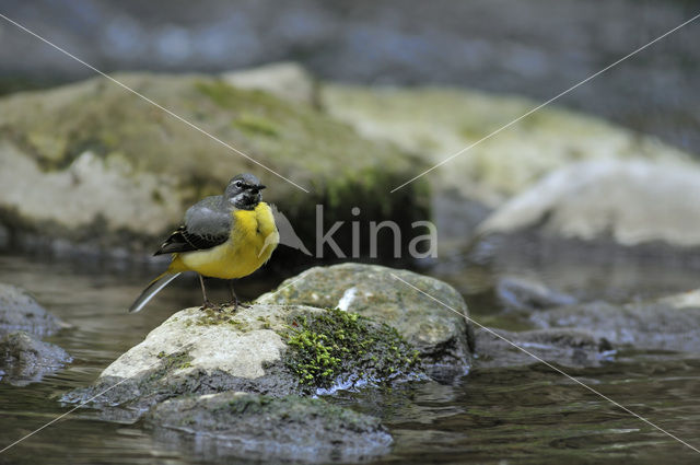 Grote Gele Kwikstaart (Motacilla cinerea)