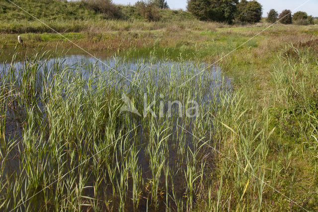 Grote keizerlibel (Anax imperator)