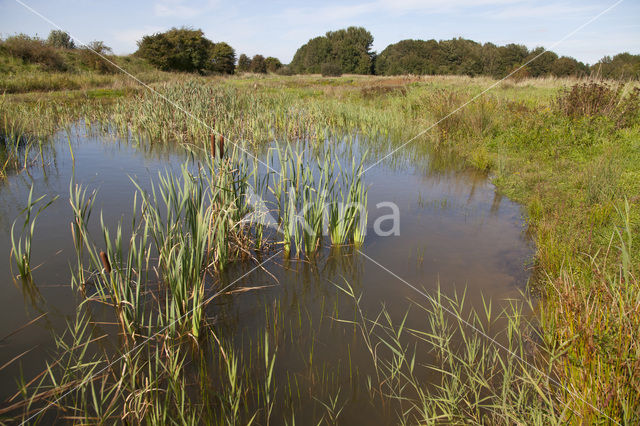 Grote keizerlibel (Anax imperator)