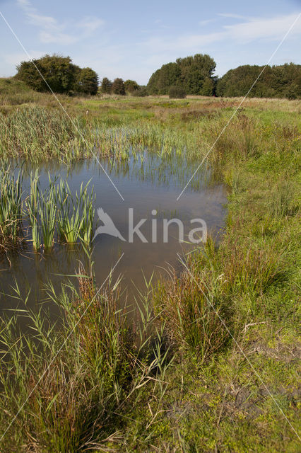 Grote keizerlibel (Anax imperator)