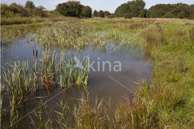 Grote keizerlibel (Anax imperator)