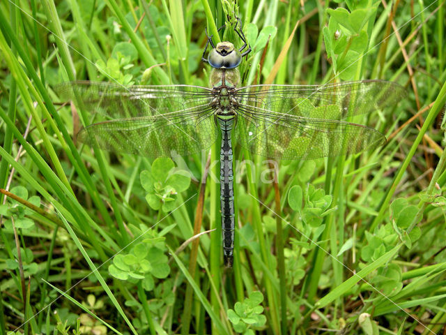 Grote keizerlibel (Anax imperator)