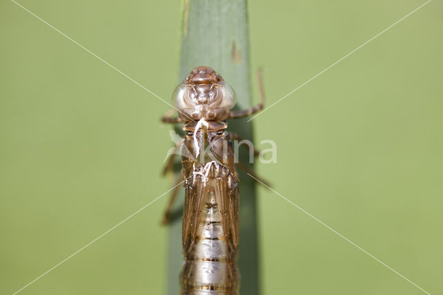 Grote keizerlibel (Anax imperator)