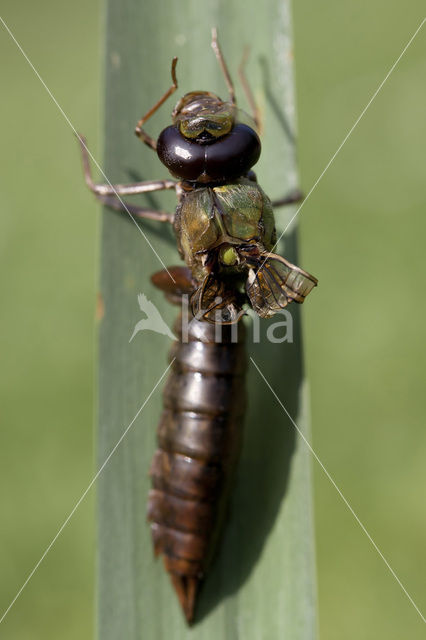 Grote keizerlibel (Anax imperator)