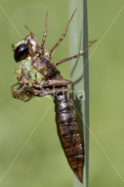 Grote keizerlibel (Anax imperator)