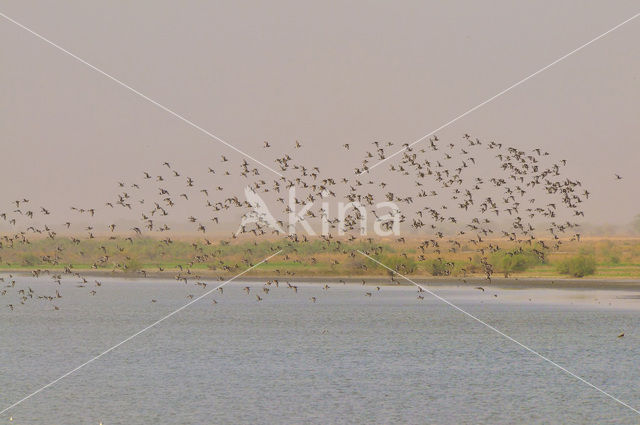 Grutto (Limosa limosa)