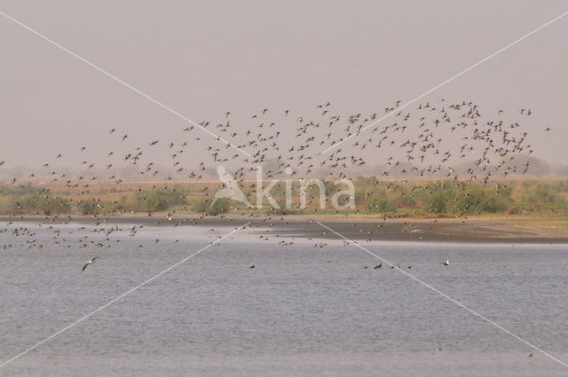 Grutto (Limosa limosa)