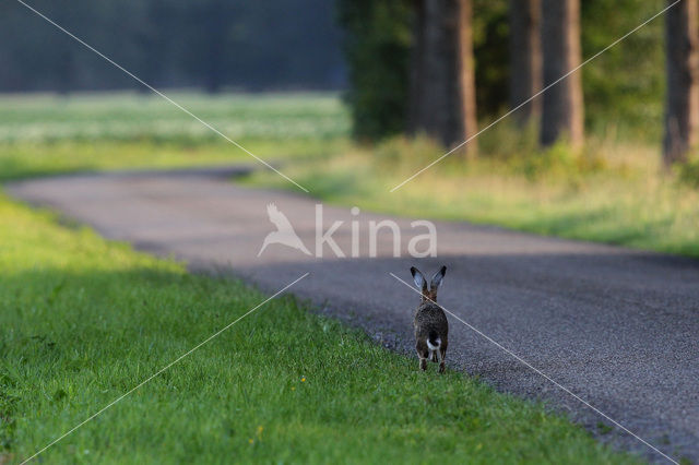 Haas (Lepus europaeus)