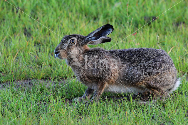 Haas (Lepus europaeus)