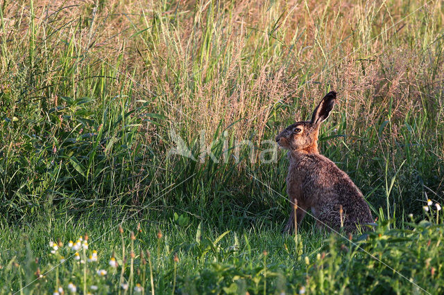 Haas (Lepus europaeus)