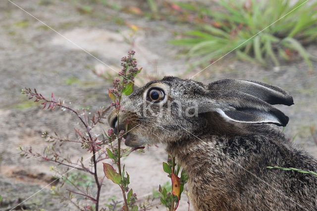 Haas (Lepus europaeus)