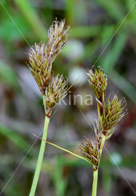 Hazenzegge (Carex ovalis)