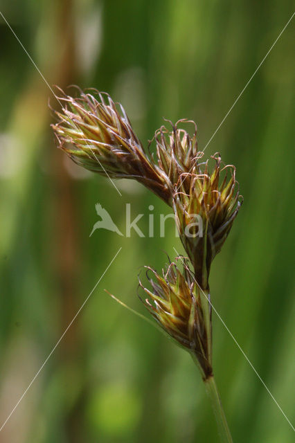 Hazenzegge (Carex ovalis)